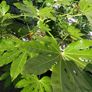 fatsia japonica Image 2