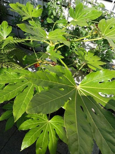 fatsia japonica