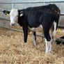 Hereford and Simmental Heifers Image 2