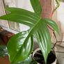 Beautiful exotic plant Image 4