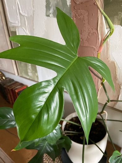 Beautiful exotic plant