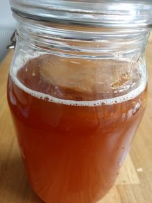 Kombucha Scoby