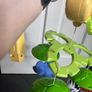 Baby cot mobiles Image 5