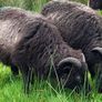 Shetland sheep Image 8
