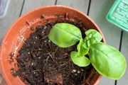 basil seedling