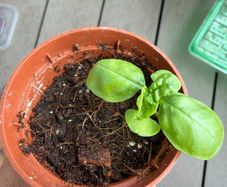 basil seedling