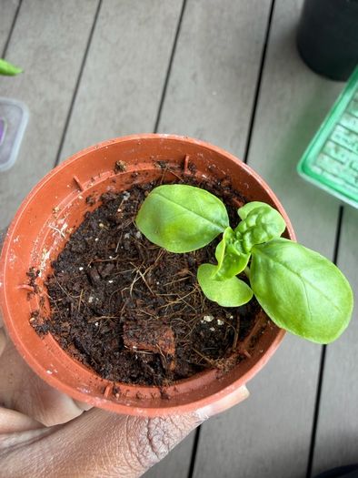 basil seedling