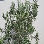 Olive Tree Image 2