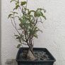 Native Irish Cherry Tree Bonsai Image 3