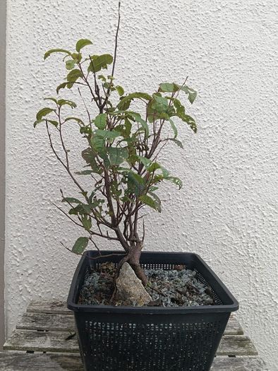 Native Irish Cherry Tree Bonsai