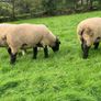 Suffolk 2 Year old ram Image 3