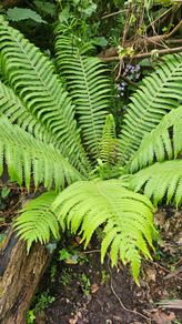 Large Ferns Three Euros