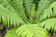 Large Ferns Three Euros