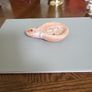 Antique repro roman oil lamp Image 4