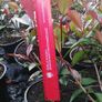 Red Robin Hedging Image 5