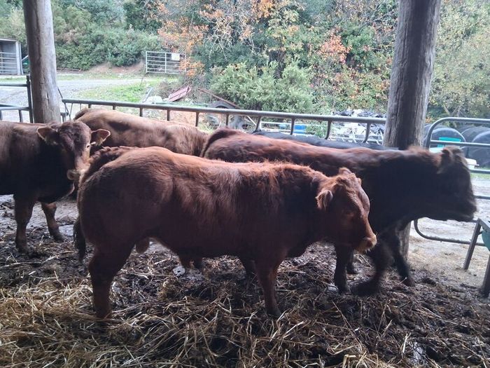 Bulls