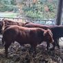 Bulls Image 4