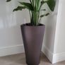 strelitzia nicolai Image 3
