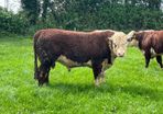 hereford bulls