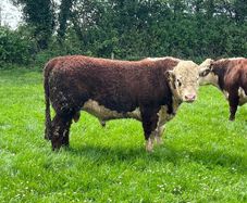 hereford bulls