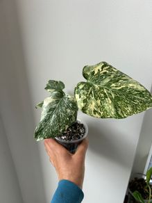 Monstera Starlight