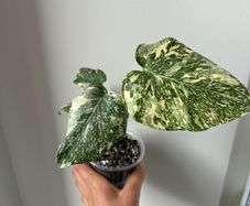 Monstera Starlight