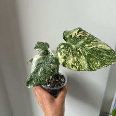Monstera Starlight