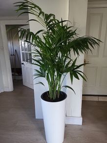 kentia palm