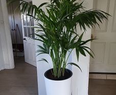 kentia palm