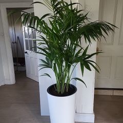 kentia palm