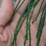 Chamaecyparis lawsoniana dark green and yellow green Image 5