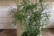 Cactus for sale -Hatiora salicornioides Britton &amp; Rose
