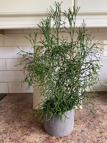 Cactus for sale -Hatiora salicornioides Britton & Rose