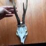 4 x roe deer skulls Image 5
