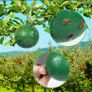 5 x Fly trap sticky fruit balls Image 2