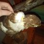 BUZZARD bird of pray Image 6