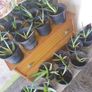 Aloe vera plants Image 3