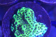 Montipora Confusa Frag