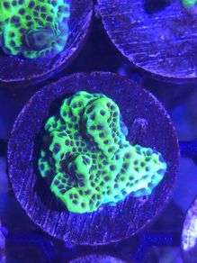 Montipora Confusa Frag