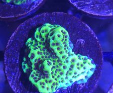 Montipora Confusa Frag