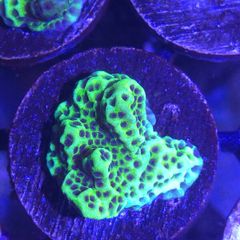 Montipora Confusa Frag