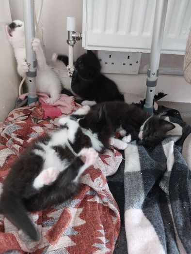 Kittens Looking Loving Home