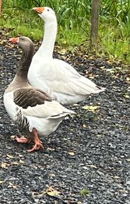 Breeding Pair of Geese