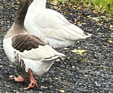Breeding Pair of Geese