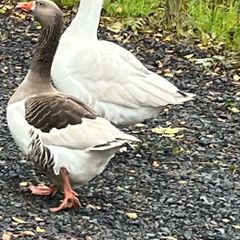 Breeding Pair of Geese