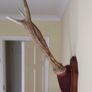 Deer antler mounted on mahogany plaque Image 2