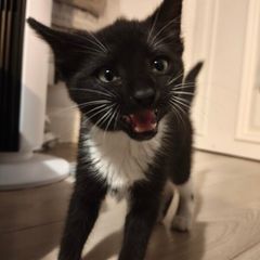 Kitten