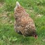 Blue laced Wyndotte hens and roosters Image 4