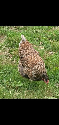 Blue laced Wyndotte hens and roosters