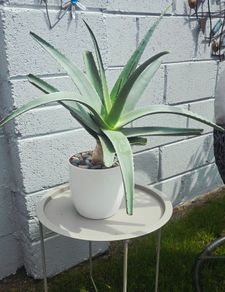 large aloe vera